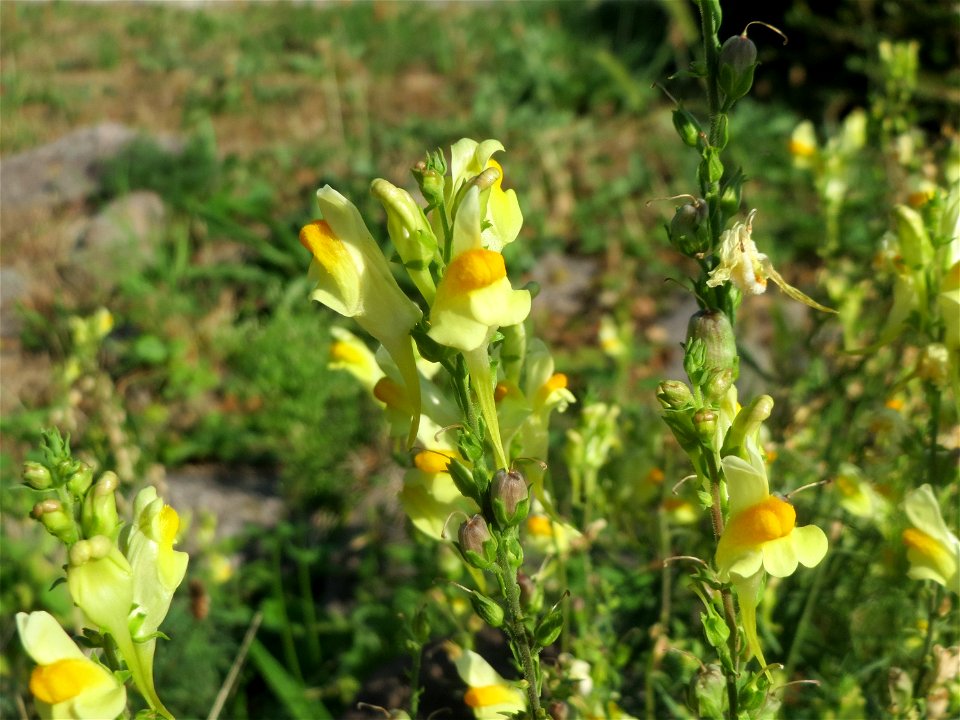 Gewöhnliches Leinkraut (Linaria vulgaris) bei Klingenmünster