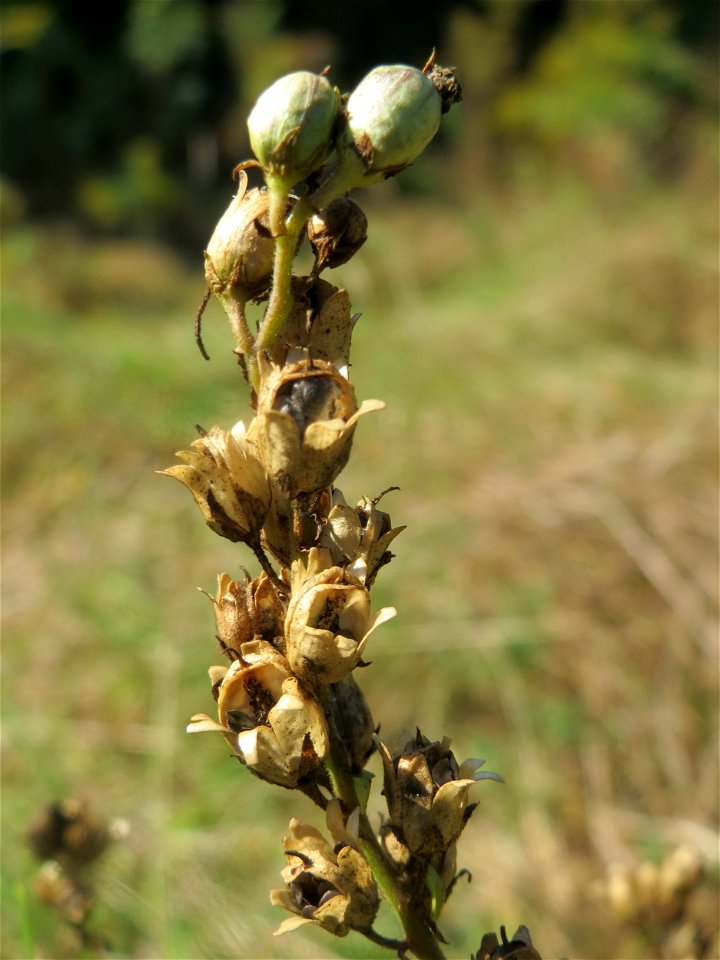 Echtes Leinkraut (Linaria vulgaris) am Tierfriedhof in Alt-Saarbrücken