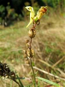 Echtes Leinkraut (Linaria vulgaris) am Tierfriedhof in Alt-Saarbrücken