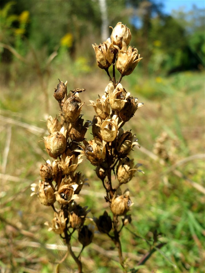 Echtes Leinkraut (Linaria vulgaris) am Tierfriedhof in Alt-Saarbrücken