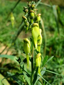 Echtes Leinkraut (Linaria vulgaris) am Tierfriedhof in Alt-Saarbrücken