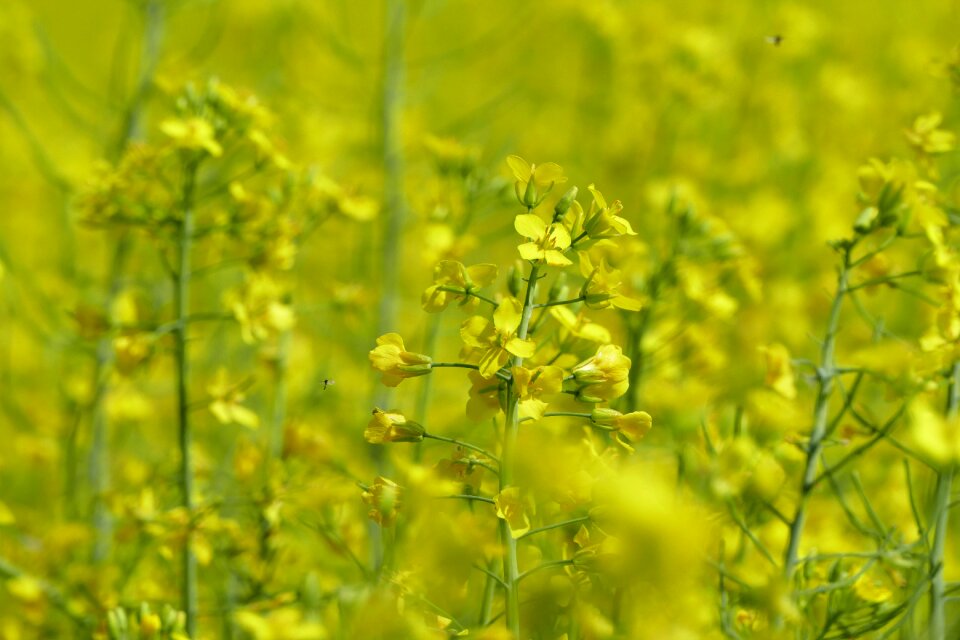 Cultivation commodity agriculture