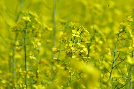 Cultivation commodity agriculture