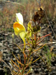 Gewöhnliches Leinkraut (Linaria vulgaris) in Bruchmühlbach-Miesau