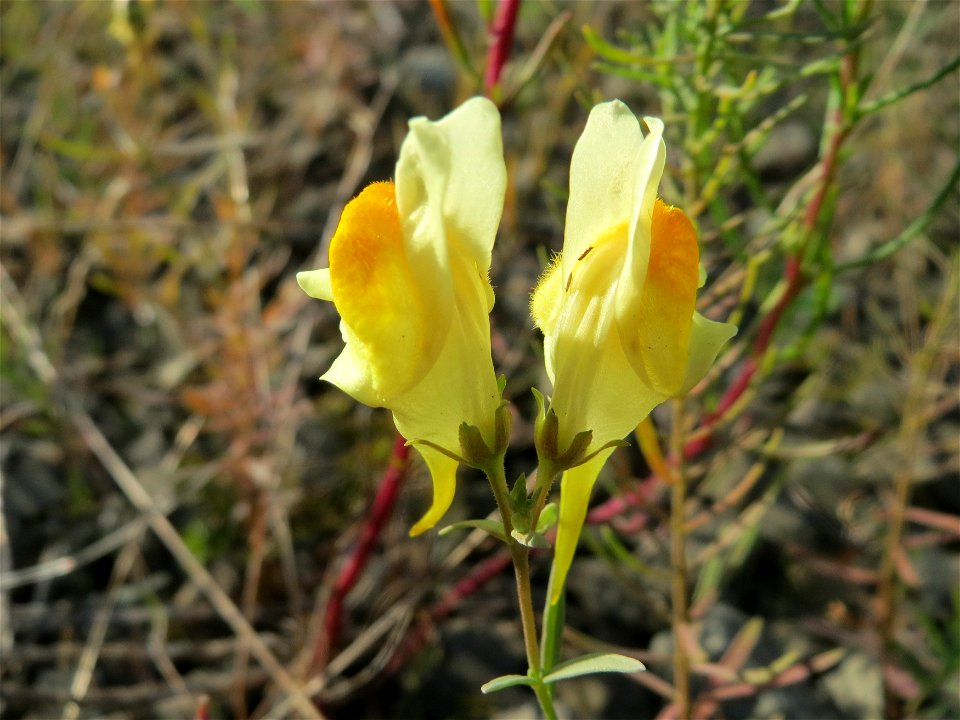 Gewöhnliches Leinkraut (Linaria vulgaris) in Bruchmühlbach-Miesau
