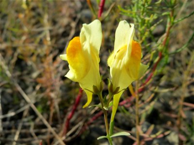 Gewöhnliches Leinkraut (Linaria vulgaris) in Bruchmühlbach-Miesau