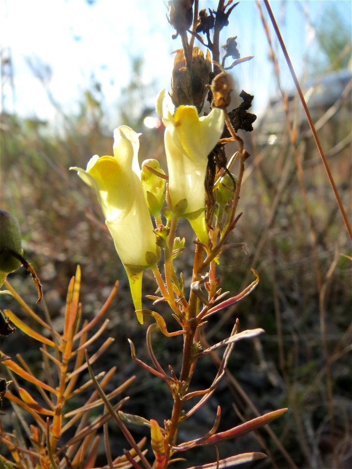 Gewöhnliches Leinkraut (Linaria vulgaris) in Bruchmühlbach-Miesau