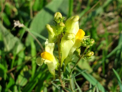 Echtes Leinkraut (Linaria vulgaris) bei Ketsch (Gemarkung Schwetzingen)
