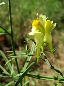 Echtes Leinkraut (Linaria vulgaris) am unmittelbaren Rand vom Naturschutzgebiet Wagbachniederung (Gemarkung Altlußheim)
