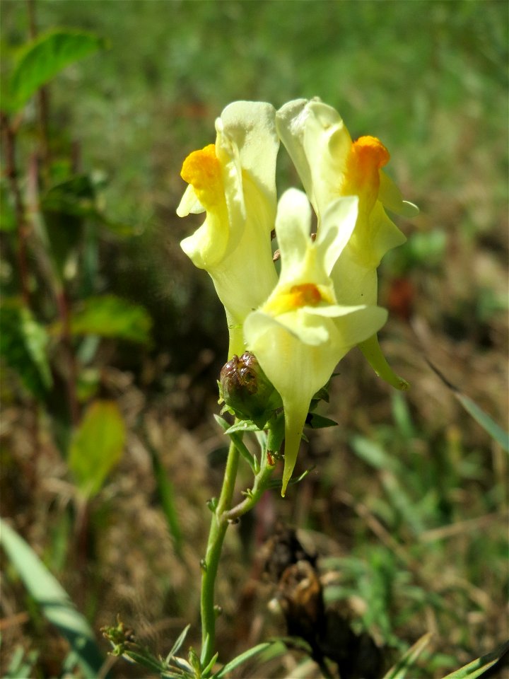 Echtes Leinkraut (Linaria vulgaris) am unmittelbaren Rand vom Naturschutzgebiet Wagbachniederung (Gemarkung Altlußheim)