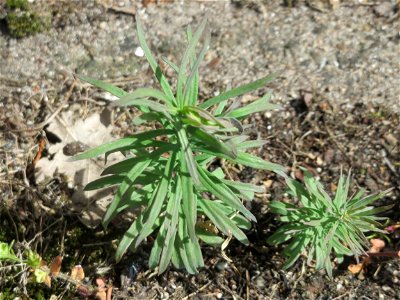 Ritzen-Botanik: Echtes Leinkraut (Linaria vulgaris) in Hockenheim