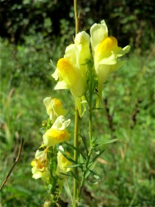 Echtes Leinkraut (Linaria vulgaris) am unmittelbaren Rand vom Naturschutzgebiet Wagbachniederung (Gemarkung Altlußheim)