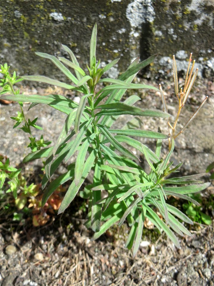 Ritzen-Botanik: Echtes Leinkraut (Linaria vulgaris) in Hockenheim