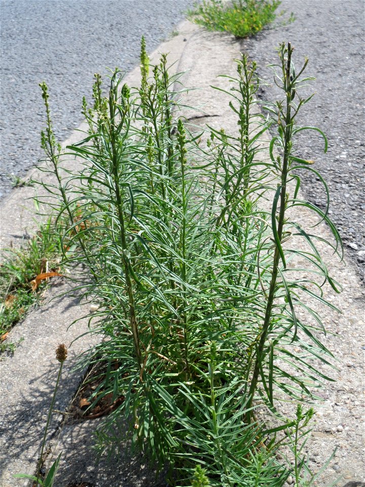 Ritzenbotanik: Echtes Leinkraut (Linaria vulgaris) am Straßenrand in Hockenheim