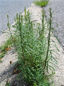 Ritzenbotanik: Echtes Leinkraut (Linaria vulgaris) am Straßenrand in Hockenheim