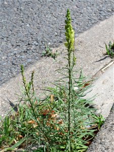 Ritzenbotanik: Echtes Leinkraut (Linaria vulgaris) am Straßenrand in Hockenheim