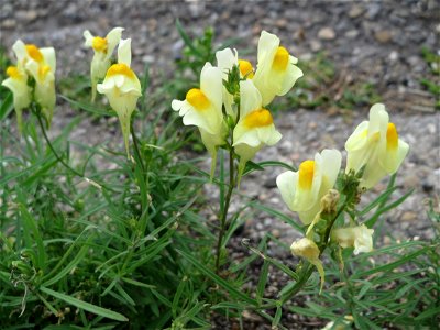 Ritzenbotanik: Echtes Leinkraut (Linaria vulgaris) in Hockenheim