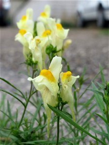 Ritzenbotanik: Echtes Leinkraut (Linaria vulgaris) in Hockenheim