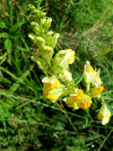 Echtes Leinkraut (Linaria vulgaris) im Almet in Sankt Arnual