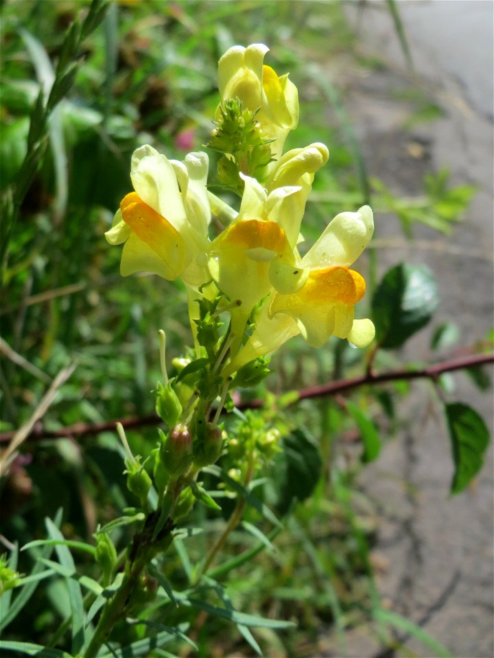 Echtes Leinkraut (Linaria vulgaris) im Almet in Sankt Arnual