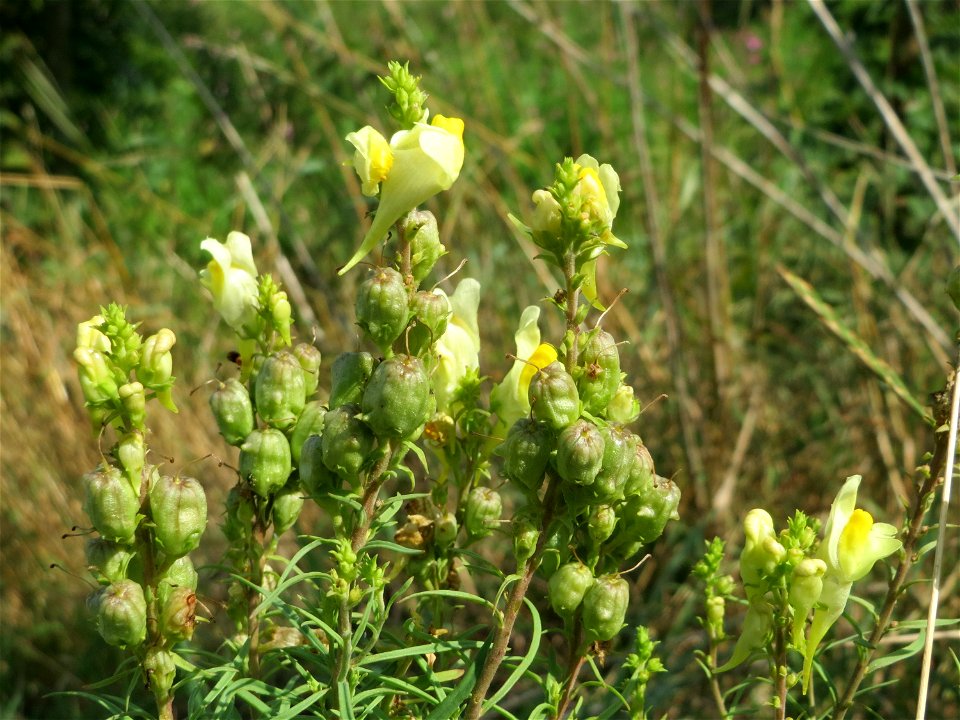 Echtes Leinkraut (Linaria vulgaris) bei Wiesbaden-Nordenstadt