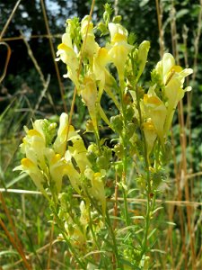 Echtes Leinkraut (Linaria vulgaris) bei Wiesbaden-Nordenstadt