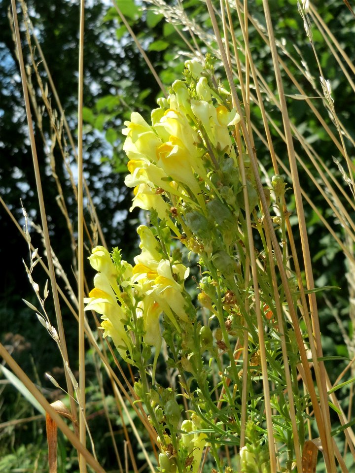 Echtes Leinkraut (Linaria vulgaris) bei Wiesbaden-Nordenstadt