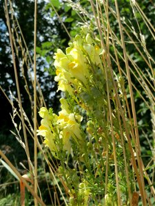 Echtes Leinkraut (Linaria vulgaris) bei Wiesbaden-Nordenstadt