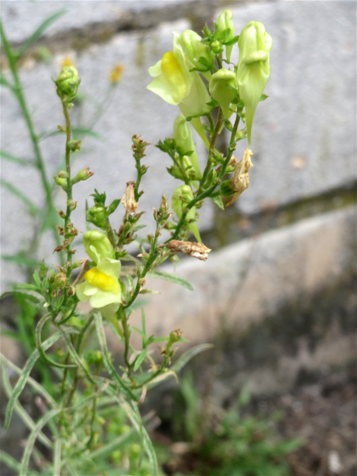 Ritzenbotanik: Echtes Leinkraut (Linaria vulgaris) am Straßenrand in Hockenheim