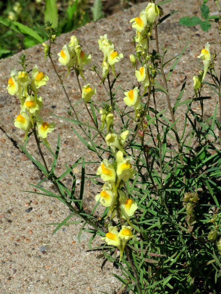 Echtes Leinkraut (Linaria vulgaris) am Bahnhof Güdingen