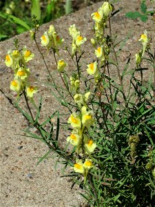 Echtes Leinkraut (Linaria vulgaris) am Bahnhof Güdingen