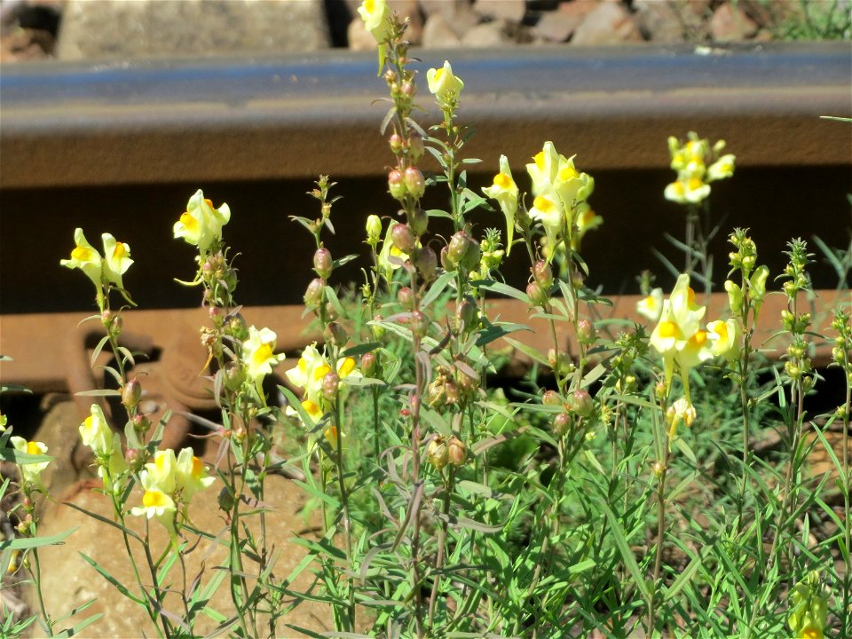 Echtes Leinkraut (Linaria vulgaris) am Bahnhof Güdingen