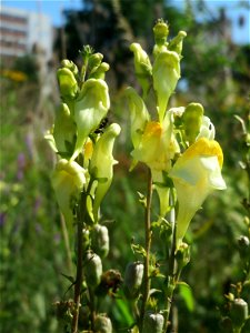 Echtes Leinkraut (Linaria vulgaris) in den Sankt Arnual Wiesen gegenüber vom Osthafen Saarbrücken (Außerhalb vom NSG)