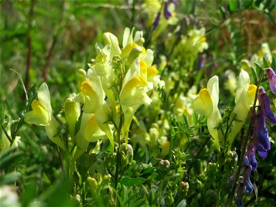 Echtes Leinkraut (Linaria vulgaris) in den Sankt Arnual Wiesen gegenüber vom Osthafen Saarbrücken (Außerhalb vom NSG)