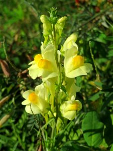 Echtes Leinkraut (Linaria vulgaris) in den Sankt Arnual Wiesen gegenüber vom Osthafen Saarbrücken (Außerhalb vom NSG)