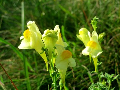 Echtes Leinkraut (Linaria vulgaris) in den Sankt Arnual Wiesen gegenüber vom Osthafen Saarbrücken (Außerhalb vom NSG)