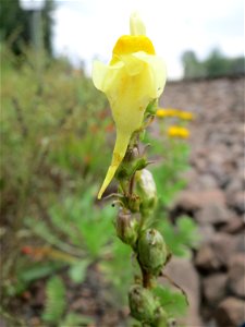 Gewöhnliches Leinkraut (Linaria vulgaris) am Bahnhof Bruchmühlbach-Miesau