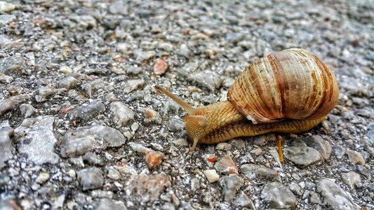 Slow shell slimy photo