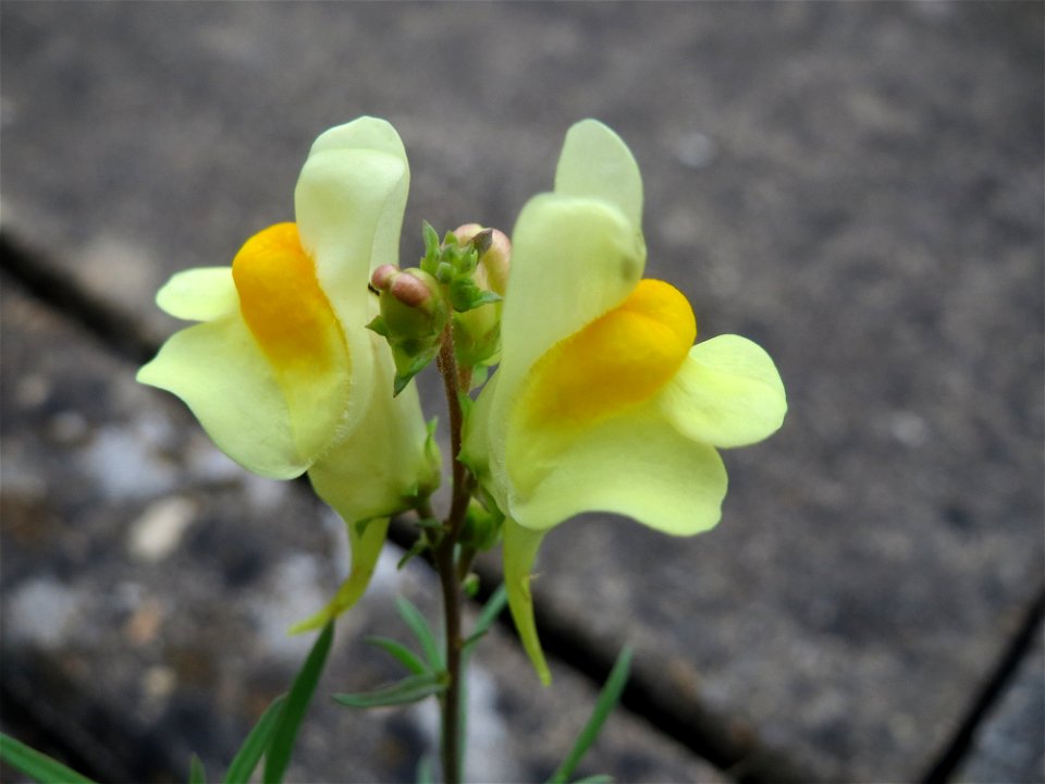 Gewöhnliches Leinkraut (Linaria vulgaris) am Bahnhof Bruchmühlbach-Miesau