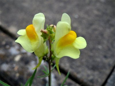 Gewöhnliches Leinkraut (Linaria vulgaris) am Bahnhof Bruchmühlbach-Miesau