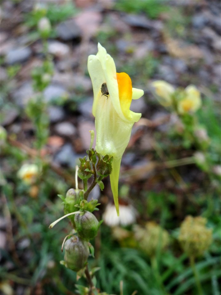 Gewöhnliches Leinkraut (Linaria vulgaris) auf Schottersteinen am Bahnhof Landstuhl