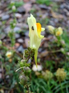 Gewöhnliches Leinkraut (Linaria vulgaris) auf Schottersteinen am Bahnhof Landstuhl