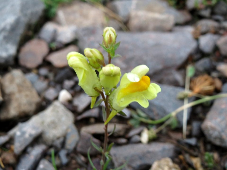 Gewöhnliches Leinkraut (Linaria vulgaris) auf Schottersteinen am Bahnhof Landstuhl