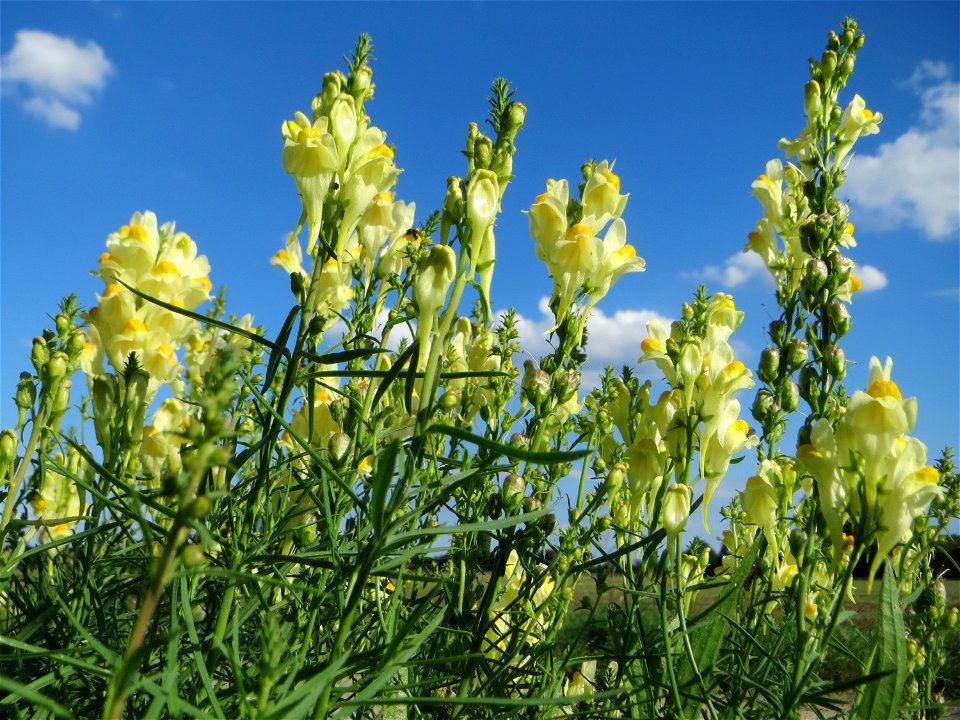 Echtes Leinkraut (Linaria vulgaris) bei Hockenheim