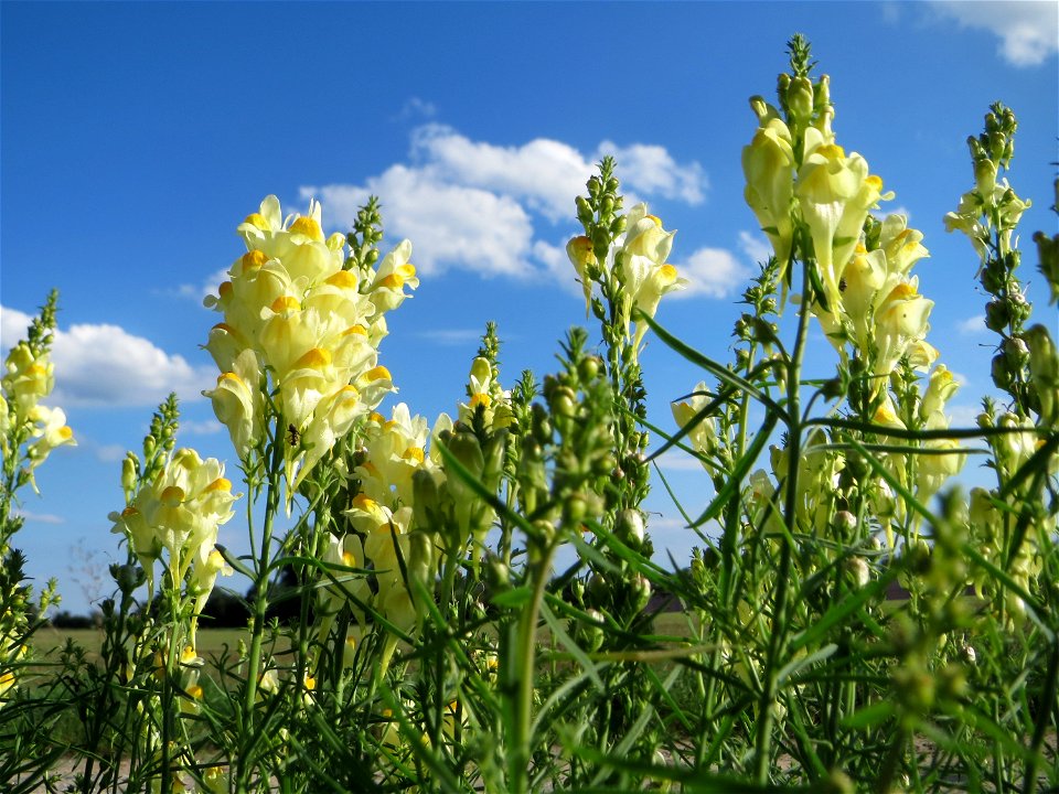 Echtes Leinkraut (Linaria vulgaris) bei Hockenheim