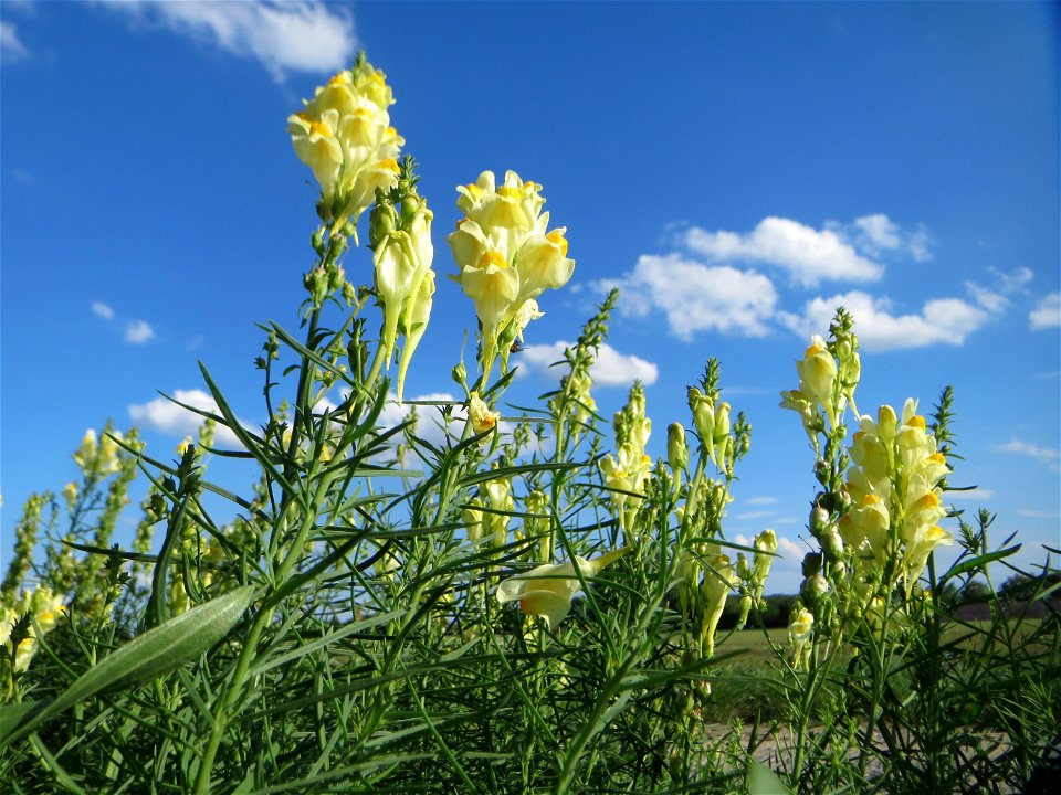 Echtes Leinkraut (Linaria vulgaris) bei Hockenheim