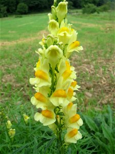 Echtes Leinkraut (Linaria vulgaris) bei Nußloch