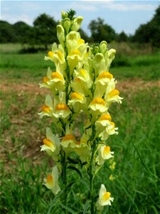 Echtes Leinkraut (Linaria vulgaris) bei Nußloch