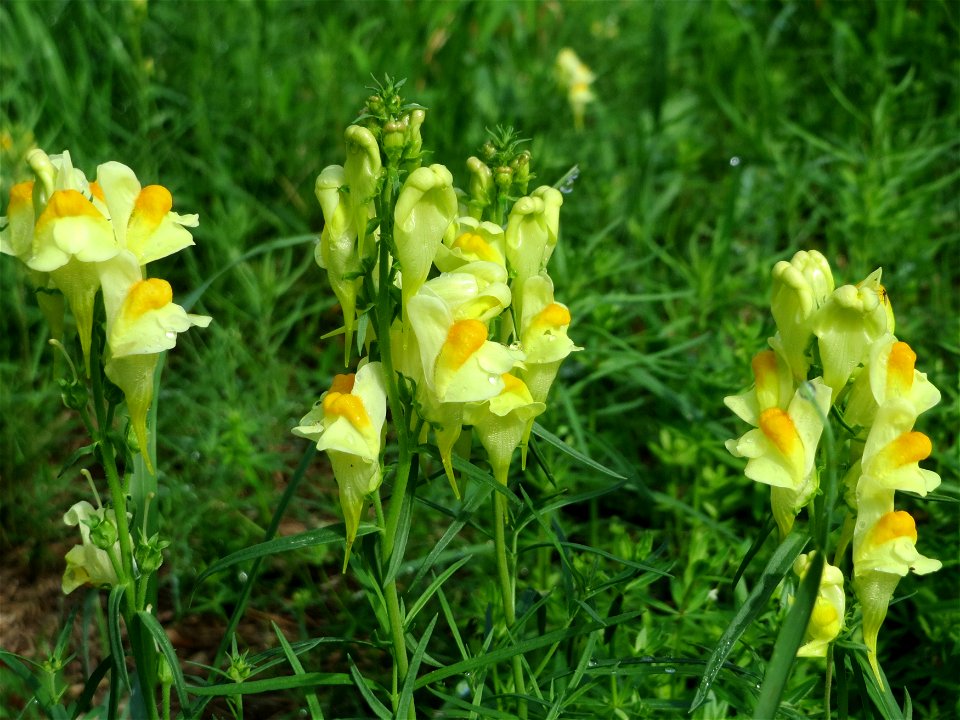 Echtes Leinkraut (Linaria vulgaris) am Reilinger See
