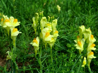 Echtes Leinkraut (Linaria vulgaris) am Reilinger See
